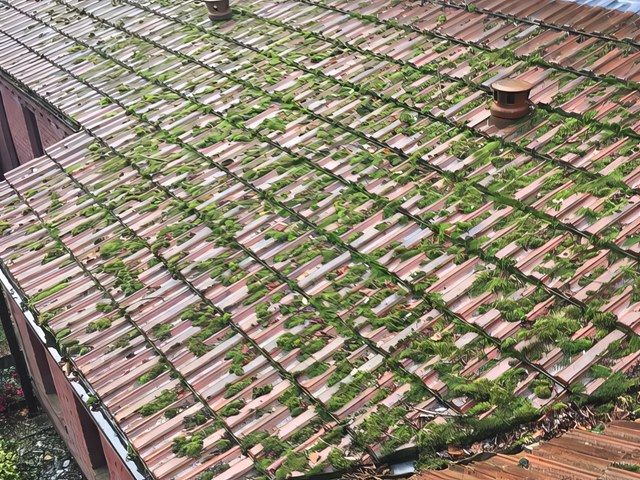 Roof Cleaning Before